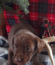 Affectionate Labrador Retriever Puppies for rehoming Image eClassifieds4u 1