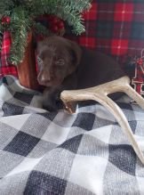 Affectionate Labrador Retriever Puppies for rehoming Image eClassifieds4u 3