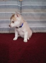 AMAZING C.K.C YORKSHIRE TERRIER PUPPIES Image eClassifieds4u 4
