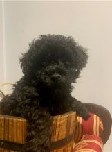 Amazing Toy Poodle Puppies Available Image eClassifieds4u 4