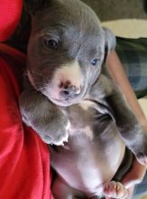 American blue nose pit bull Image eClassifieds4u 3