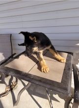 Beautiful German Shepherd Puppies For Adoption Image eClassifieds4u 2