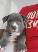 Blue nose American Pit bull terrier puppies available Image eClassifieds4u 2