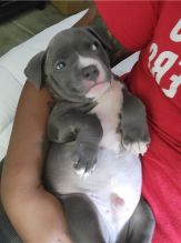 Blue nose American Pit bull terrier puppies available Image eClassifieds4u 4