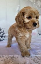 Cavapoo Puppies ?? Image eClassifieds4u 3