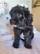 CBCA Reg'd Cavapoo Puppies Image eClassifieds4u 2