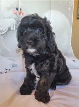 CBCA Reg'd Cavapoo Puppies Image eClassifieds4u 4