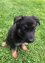 Charming German Shepherd puppies available Image eClassifieds4u 3