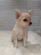 Chihuahua Puppies - Updated On All Shots Available For Rehoming Image eClassifieds4u 3