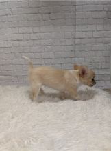 Cute Lovely Chihuahua Puppies Male and Female for adoption Image eClassifieds4u 2