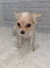 Cute Lovely Chihuahua Puppies Male and Female for adoption Image eClassifieds4u 2