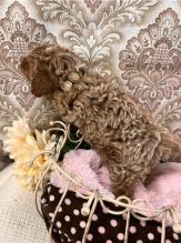 cute Toy Poodle puppies for adoption Image eClassifieds4u 4