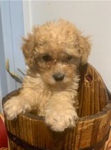Cute Toy Poodle puppies for Re-homing. Image eClassifieds4u 2