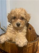 Cute Toy Poodle puppies for Re-homing. Image eClassifieds4u 3