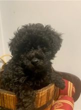 Cute Toy Poodle puppies for Re-homing. Image eClassifieds4u 4