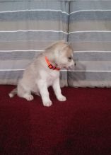 Cutest Blue eyes Male Siberian Husky Puppy Ready Image eClassifieds4u 3