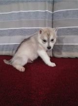 Cutest Blue eyes Male Siberian Husky Puppy Ready Image eClassifieds4u 4