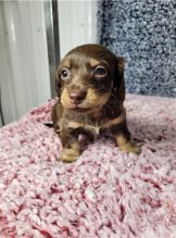 Dachshund Puppies Image eClassifieds4u 3