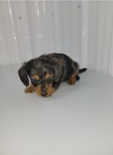 Dachshund Puppies Image eClassifieds4u 2