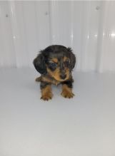 Dachshund Puppies Image eClassifieds4u 4