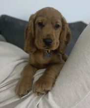 er Spaniel~ 1st and 2nd Shots Completed Image eClassifieds4u 2