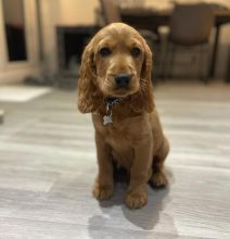 er Spaniel Puppies for Adoption Image eClassifieds4u 1