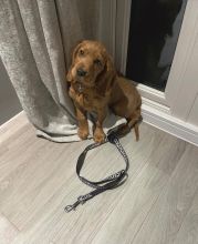 er Spaniel Puppies for Adoption Image eClassifieds4u 2