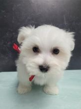 Excellence lovely Male and Female Maltese Puppies for adoption Image eClassifieds4u 4