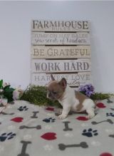 French Bulldog Puppies Image eClassifieds4u 4