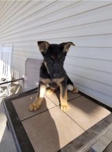 German Shepherd Puppies looking for new homes Image eClassifieds4u 2