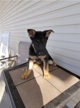 German Shepherd Puppies looking for new homes Image eClassifieds4u 3