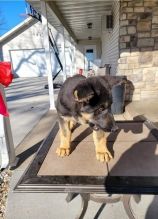 German Shepherd Puppies looking for new homes Image eClassifieds4u 4