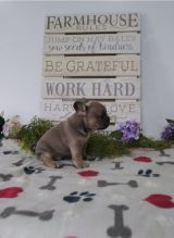 Gorgeous French Bulldog Puppies Image eClassifieds4u 4