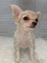 Gorgeous male and female Chihuahua puppies for great families Image eClassifieds4u 2