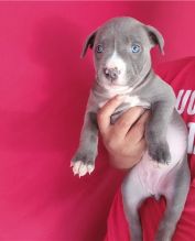 LOVELY CKC PITBULL PUPPIES Image eClassifieds4u 2