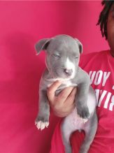 LOVELY CKC PITBULL PUPPIES Image eClassifieds4u 4