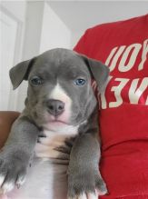 LOVELY CKC PITBULL PUPPIES Image eClassifieds4u 3