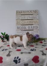 lovely French Bulldog for free adoption Image eClassifieds4u 3