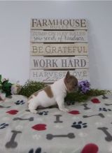 lovely French Bulldog for free adoption Image eClassifieds4u 4