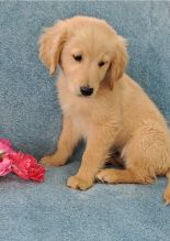 Lovely Golden Retriever Puppies For Pet Lovers Image eClassifieds4u 4