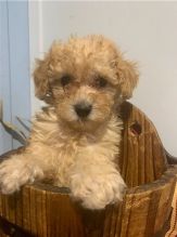 Lovely Toy Poodle puppies for adoption Image eClassifieds4u 2