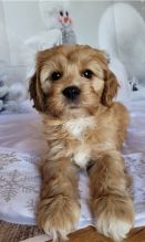 Male and Female Cavapoo Puppies for adoptio Image eClassifieds4u 2