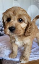 Male and Female Cavapoo Puppies for adoption Image eClassifieds4u 2