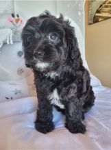 Male and Female Cavapoo Puppies for adoption Image eClassifieds4u 4
