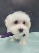 Male and female Maltese puppies For Adoption Image eClassifieds4u 3