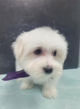 Male and female Maltese puppies For Adoption Image eClassifieds4u 4