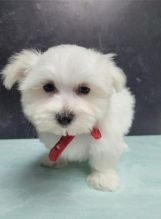 Male and Female Maltese Puppies Ready Image eClassifieds4u 4