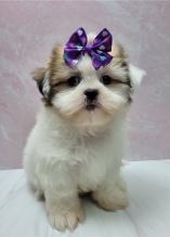 Shih Tzu Puppies Image eClassifieds4u 2