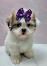 Shih Tzu Puppies Image eClassifieds4u 4