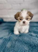 Shih Tzu Puppies available Image eClassifieds4u 1